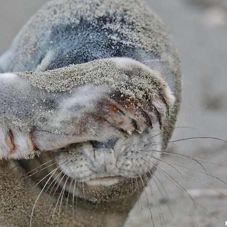 Ferienhaus Gluecklich Am Meer 3 Mit Wellnesszugang Egmond aan Zee Kültér fotó